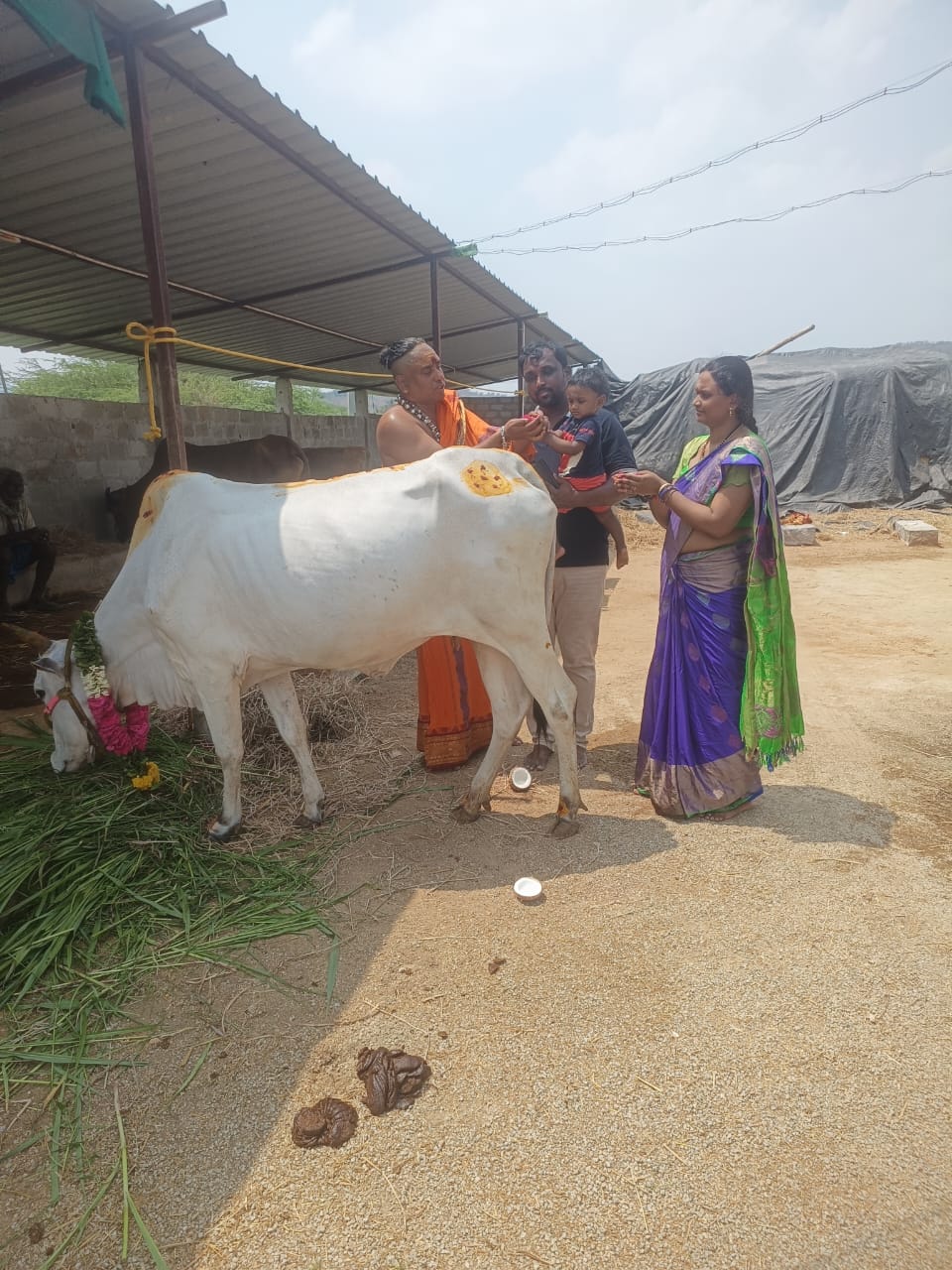 Rescued Cow 5