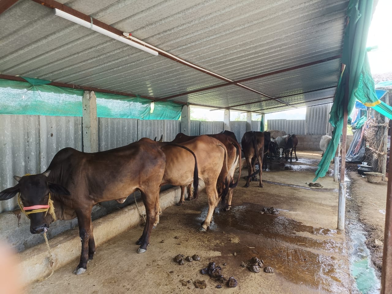 Cow Shelter Facility