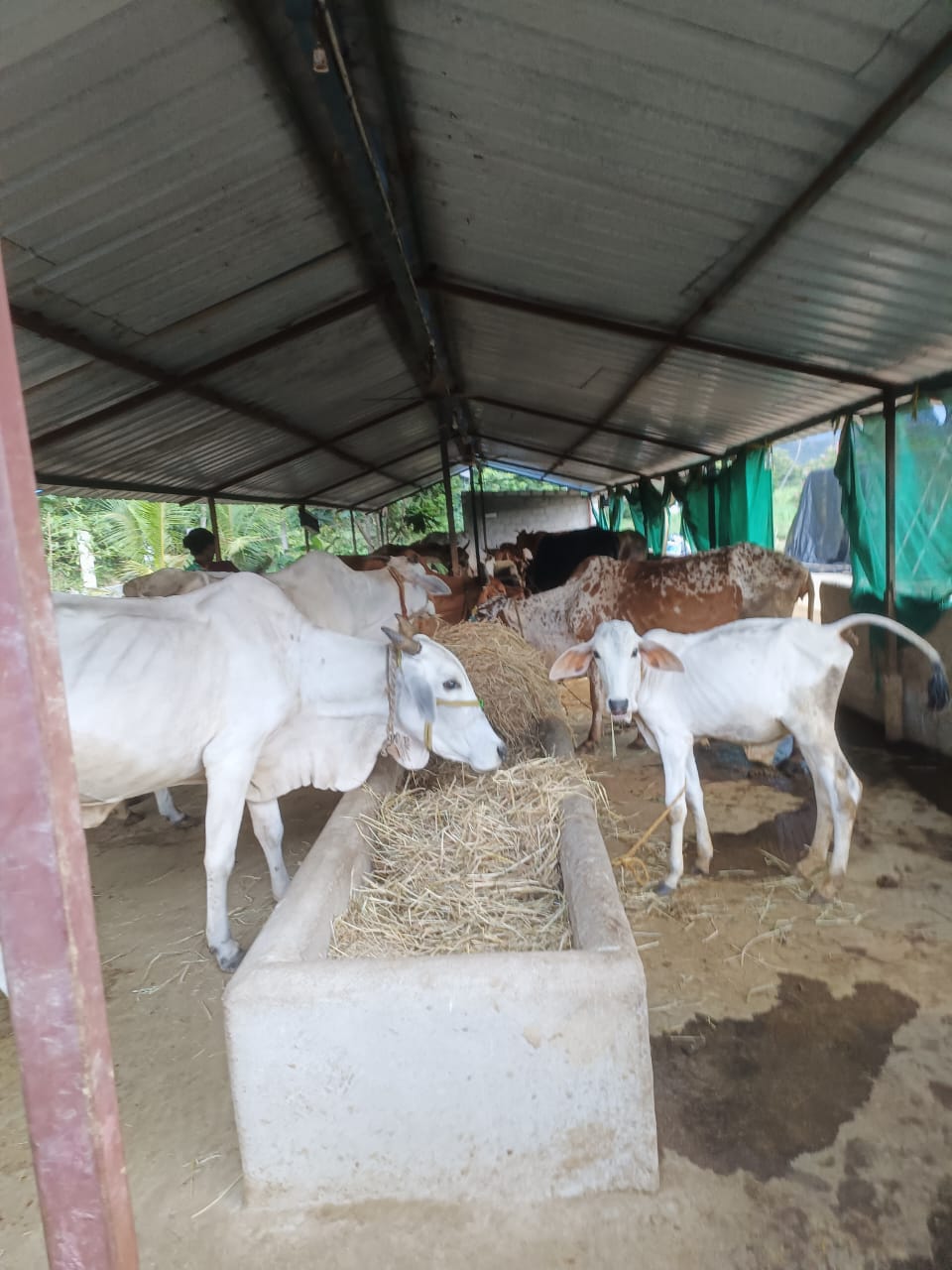 Rescued Cow 1