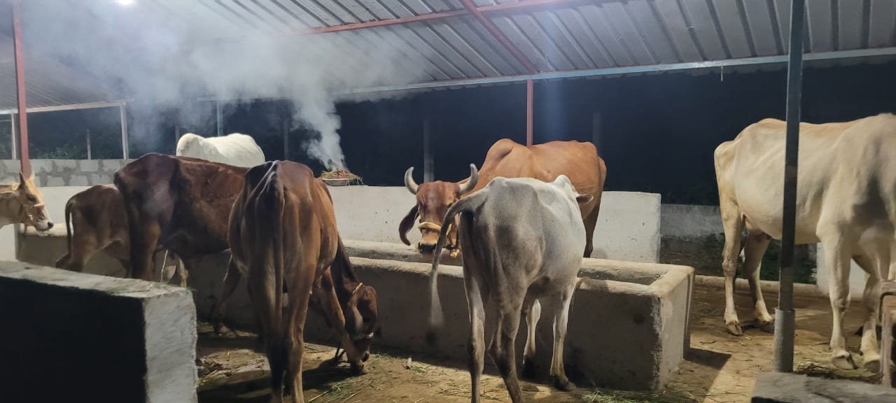 Rescued Cow 4