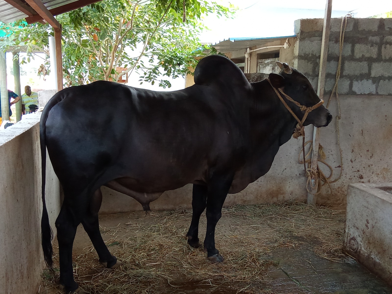 Cow Adoption