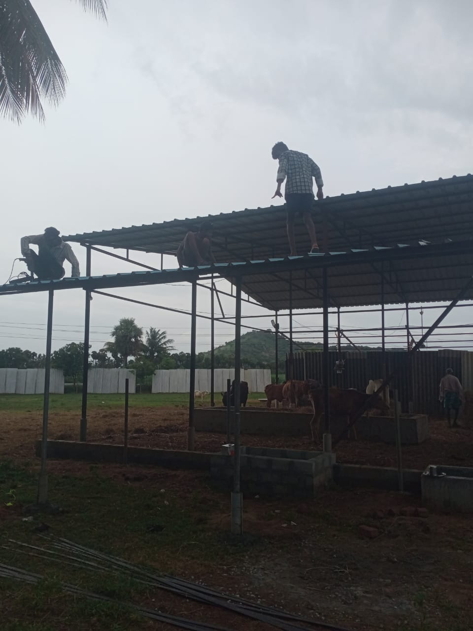 Rescued Cow 6