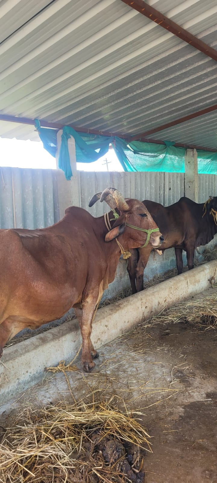 Rescued Cow 3